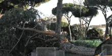 Roma, pini crollati su via Fori Imperiali: focus sui lavori della metro