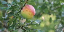 Agroalimentare, trend positivo per la mela italiana