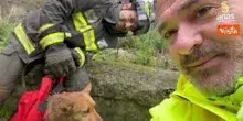 Anas e Vigili del Fuoco salvano il cane Giorgio sulla SS 19 a Tiriolo (CZ)