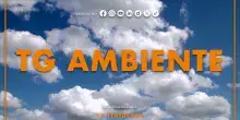 Tg Ambiente - 15/2/2026