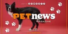 PetNews Magazine - 3/3/2026
