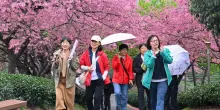 Cina, con i ciliegi in fiore turismo di primavera in crescita