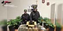 Serre in casa per coltivare marijuana, arrestato un 55enne nel Vibonese