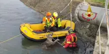 Lupa si tuffa in acqua, le immagini del salvataggio dei Vigili del Fuoco