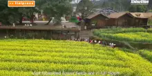 Cina, enormi distese di fiori attraggono i turisti nella provincia dell'Hunan