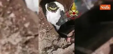 Cagnolino intrappolato in una tubatura, i Vigili del fuoco salvano il piccolo Teddy