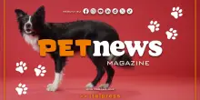 PetNews Magazine - 16/3/2026
