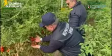 Semi di pomodoro contraffatti, maxi sequestro e denunce nel Ragusano
