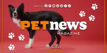 PetNews Magazine - 30/3/2026