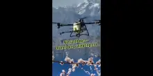 Cina, i droni utilizzati per l'impollinazione dei fiori di albicocco