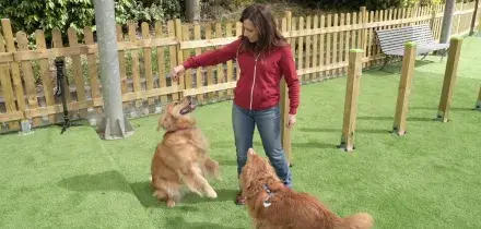 A MagicLand nasce DogLand - Anas, area dedicata al divertimento dei cani