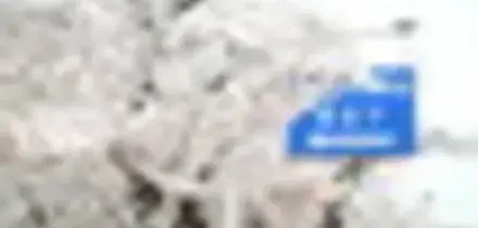 A Seul, la festa dei ciliegi in fiore d&agrave; il via alla primavera