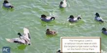 Cina, sul lago Hengshui decine di migliaia di uccelli migratori