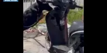 Cane poliziotto trova droga nascosta in uno scooter, un arresto a Catania