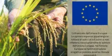 Ok Ue a 20 milioni di aiuti alle imprese agricole del Friuli Venezia Giulia