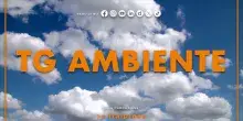 Tg Ambiente - 26/4/2026