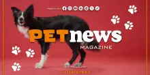 PetNews Magazine - 27/4/2026