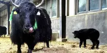 In Cina la prima clonazione di gruppo di 10 yak