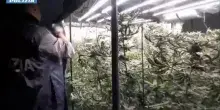 Catania, serra di marijuana in casa e laboratorio di documenti falsi: un arresto