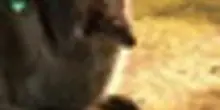 Ecco il tenero canguro di Bennett nato al Bioparco di Roma