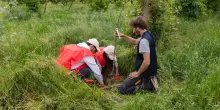 Ambiente, il Progetto Boschi di E.ON supera i 150.000 alberi piantati