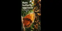 Cina, nella regione dello Yunnan un numero record di farfalle