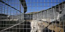 Il Comune gestir&agrave; i canili. Ecco il piano per Ponte Marconi e Muratella