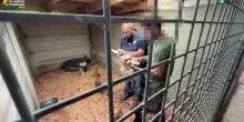 A Varese scoperto un allevamento abusivo di cani, due denunce per maltrattamenti