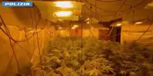 Serra indoor di marijuana scoperta nel Palermitano, arrestato un 19enne