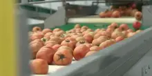 Agroalimentare, l'export traina il settore