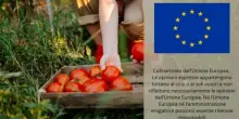 Eurostat: "Surplus agroalimentare Ue a 24 miliardi nel 2025"