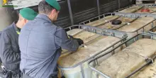 Sequestrati a Padova 27 mila litri di gasolio di contrabbando