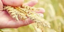 Grano, il modello Casillo fra tracciabilit&agrave; e formazione