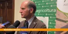 Giansanti "Per l'oliva da tavola una dimensione di mercato importante"