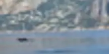 Capri, decine di delfini nuotano nel mare dei Faraglioni