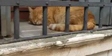 Agguato al gatto Zeus con il fucile a pallini &laquo;Ora voglio giustizia&raquo;