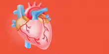 Il battito del cuore frena la crescita dei tumori nel tessuto cardiaco