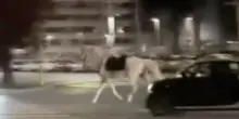 Cavalli in fuga dopo le prove della parata, notte di caos a Roma sud | VIDEO