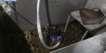 Piantagione di marijuana in un bunker segreto nel Foggiano, 5 arresti