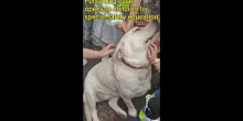 Cina, base di cani poliziotto accoglie bambini per educazione alla sicurezza