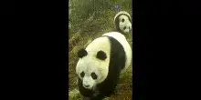 Cina: Gansu, rara fauna selvatica ripresa nel Parco dei panda giganti