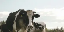 Pi&ugrave; fondi per latte bovino e benessere animale