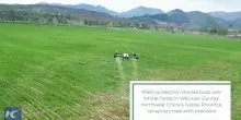 Cina, nel Gansu l'uso dei droni rafforza la protezione delle colture di grano