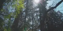 Foreste in crescita ma pi&ugrave; fragili, allarme in Europa