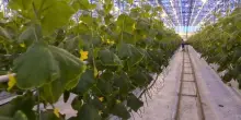 Agricoltura, produzione in lieve crescita e occupati in calo