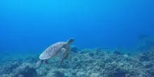 Ambiente, al via la XVI edizione di "Mediterraneo da remare"