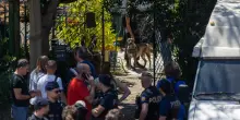 Anarchici, il gip: "Rischio azioni violente dopo morte Mercogliano e Ardizzone "