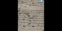 Cina, un corridoio verde protegge l'autostrada nel deserto di sabbie mobili