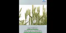 Cina, grazie alle nuove tecnologie il deserto si trasforma in terreno agricolo
