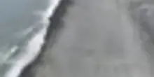 Strage di 13.000 cuccioli elefante marino alle isole Heard e McDonald